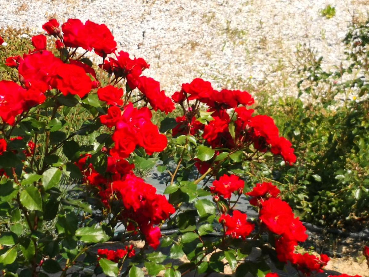 Agriturismo I Colli มอนตาโยเน ภายนอก รูปภาพ